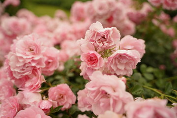 Naklejka na ściany i meble pink roses are blooming in Minatonomieruoka Park in Yokohama, Japan.