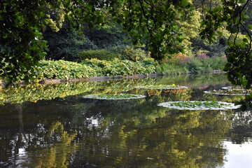 Seerosenteich im Planten un Blomen in Hamburg