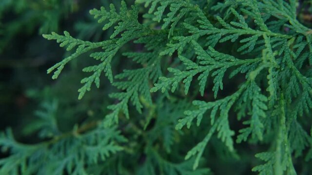 Green branches of evergreen thuja plant close-up. Branches of the green Thuja Plicata tree, green background. Zoom in or out when shooting. 4K video clip.