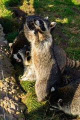 Cute fluffy raccoon close up in the park