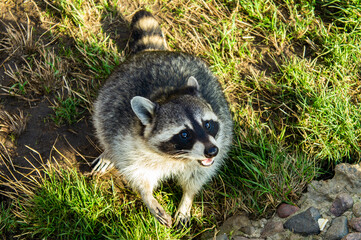 Cute fluffy raccoon close up in the park