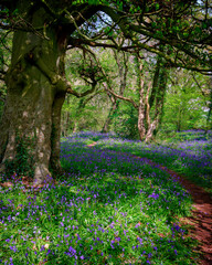 Bluebells in a woodland, near Lovedean, Hampshire