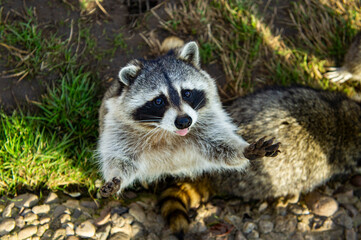 Obraz premium Cute fluffy raccoon close up in the park