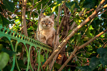 A yard cat is sitting on the ground. A beautiful cat walks outside.
