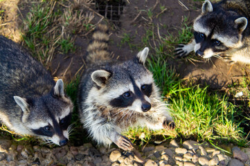 Cute fluffy raccoon close up in the park