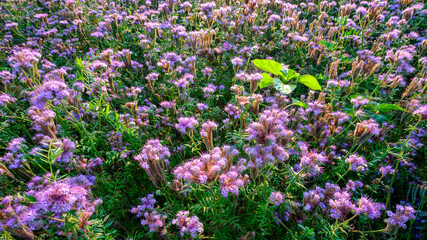 Sunrise over a blooming field of Phacelia tanacetifolia near Southwick, Hampshire, UK