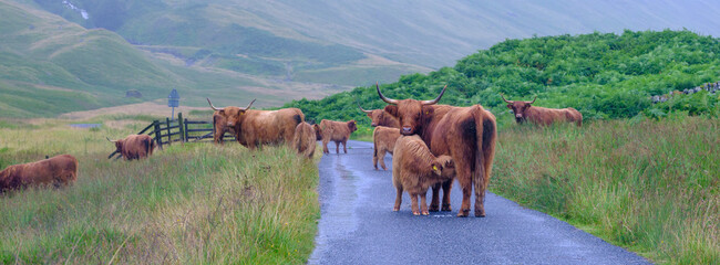 Higland cattle rule the road in Glen Lyon, Scotland