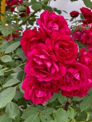 Beautiful red roses on a branch with green foliage.