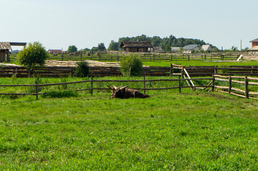 Obraz premium Black big domestic yaks in the park at the zoo