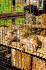 Sad monkey macaque sit in a cage at the zoo