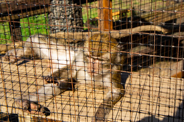 Sad monkey macaque sit in a cage at the zoo