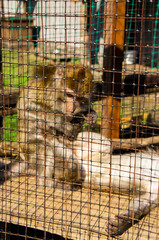 Sad monkey macaque sit in a cage at the zoo