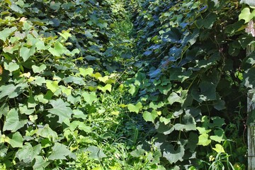 green leaves background