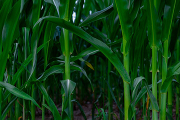 a walk in the countryside