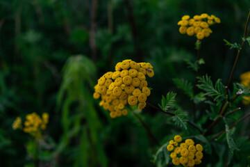 a walk in the countryside