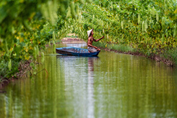 Fototapeta na wymiar Vietnamese old man farmer Keeping the yield by standing over the tradition boat on the lake in gourd garden in vietnam style, An phu, An Giang province, Vietnam, Vegetable garden and farm concept