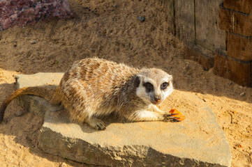 Little cute meerkat in the sand