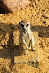 Little cute meerkat in the sand