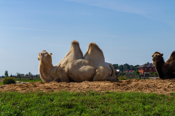Large bactrian camels lie on a hill