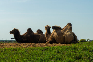 Large bactrian camels lie on a hill