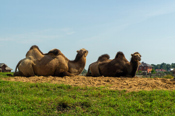 Large bactrian camels lie on a hill