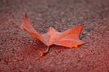 Autumn season with selective focus of one single leaf fall on the street, Close Up dried red-orange leaves on asphalt road, Nature background.
