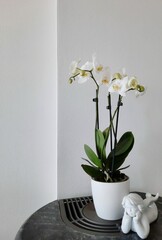 orchid in a vase