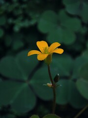 Fototapeta premium yellow flower in the garden