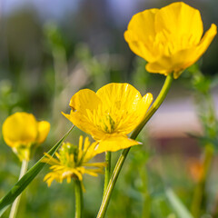 Fototapeta premium Sehr schöne gelben Blüten wachsen dem Himmel entgegen.