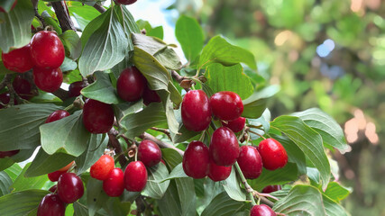 Close-up of ripe dogwood fruit in clear summer weather. Gardening concept