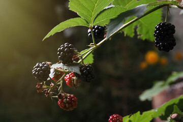 Branch with blackberries on bush in garden, closeup