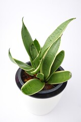 Sansevieria plant in pot isolated on white background