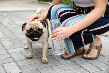 Owner helping her pug dog on street in hot day, closeup. Heat stroke prevention - obrazy, fototapety, plakaty