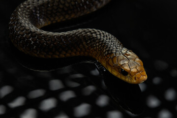 Drymarchon on the black background of cameos, fog. snake art 