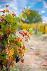 Colorful autumn landscape of oldest wine region in world Douro valley in Portugal, different varietes of grape vines growing on terraced vineyards, production of red, white and port wine.