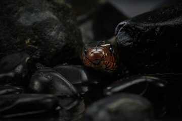 Drymarchon on the black background of cameos, fog. snake art 