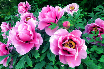 Spring blooming pink peony flowers in Moscow