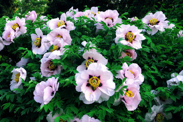 Spring blooming white peony flowers in Moscow