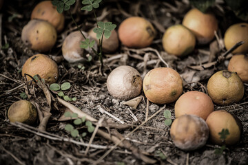 Rotten mandarins on dry grass