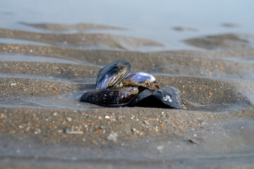 Group of live mussels clams lies on sand at low tide in North sea