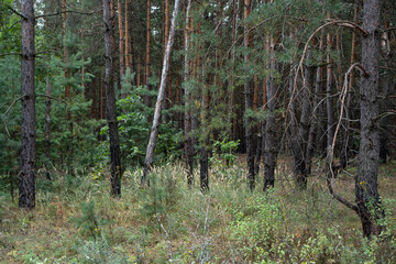 Deep pine forest in a summer day.