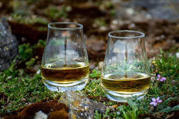 Tasting of single malt or blended Scotch whisky and rocks and flowers on background, private whisky...