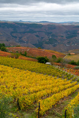 Fototapeta premium Colorful autumn landscape of oldest wine region in world Douro valley in Portugal, different varietes of grape vines growing on terraced vineyards, production of red, white and port wine.