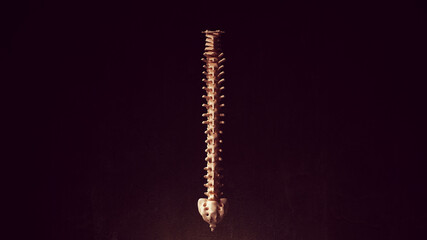 Human Spine Anatomy Spinal Cord Flexible Backbone Vertebrate Column Segmented Skeleton Bones 3d illustration render