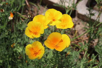 Fototapeta premium 春の公園に咲くカリフォルニアポピーの黄色い花