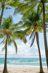 Naklejka na ściany i meble The best photo frame coconut trees on beach.Amazing palms on island blue sky and clouds background. 