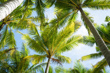 Fototapeta premium Beautiful Palm trees famous beach.Amazing coconut trees on island blue sky and clouds background. sun light in summer.