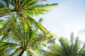 Beautiful Palm trees against blue sky.Amazing coconut trees on island blue sky and clouds background. 