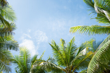 Beautiful Palm trees against blue sky.Amazing Coconut palm trees on beach background.Pattern trees on sunset silhouette.Copy space texture.