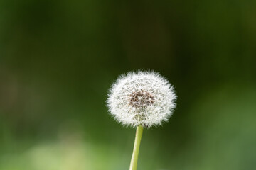 Pusteblume